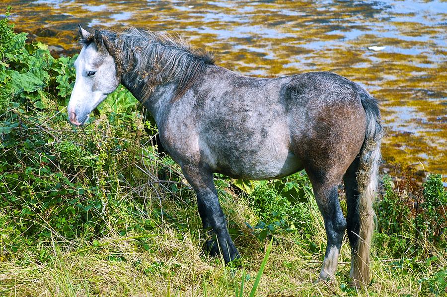 Horse Photograph - Bushy Tail by Norma Brock