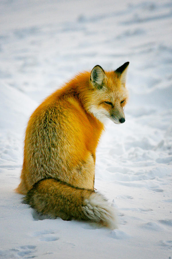 Bushy Tailed Fox Photograph by Juli Ellen