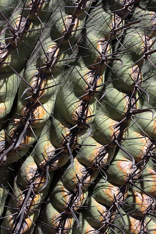 Business End of a Barrel Cactus Photograph by Joe Kozlowski