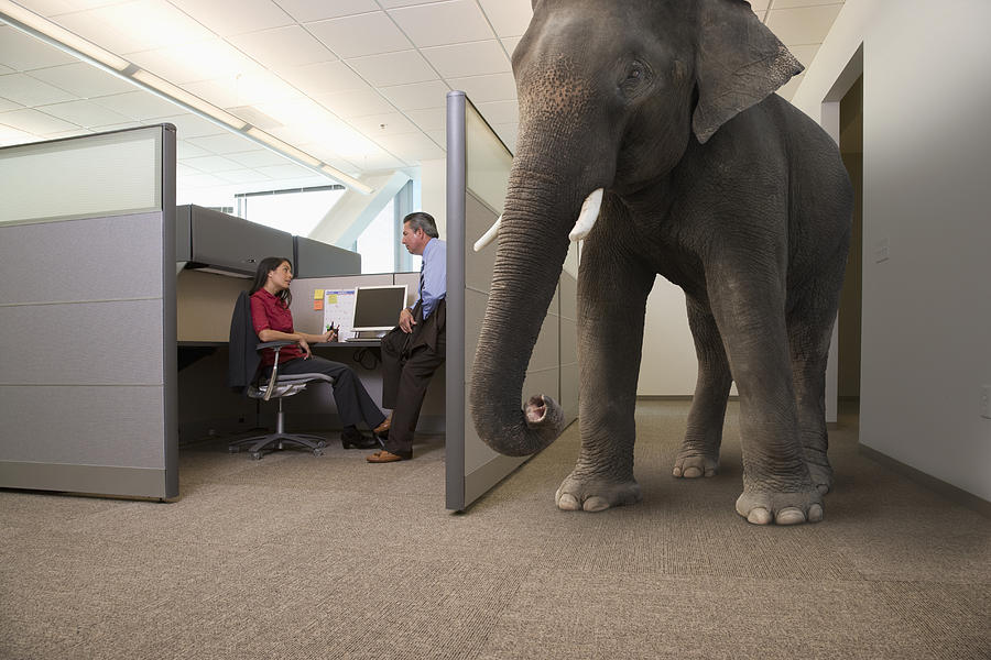 Business people ignoring large elephant in office Photograph by John M Lund Photography Inc