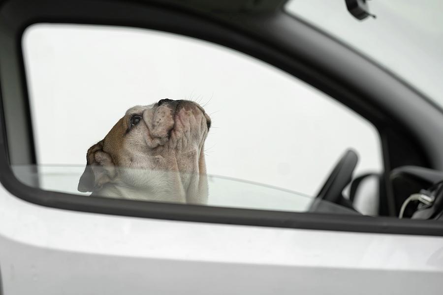 Dog Photograph - Busted! For Speeding by Gert Van Den