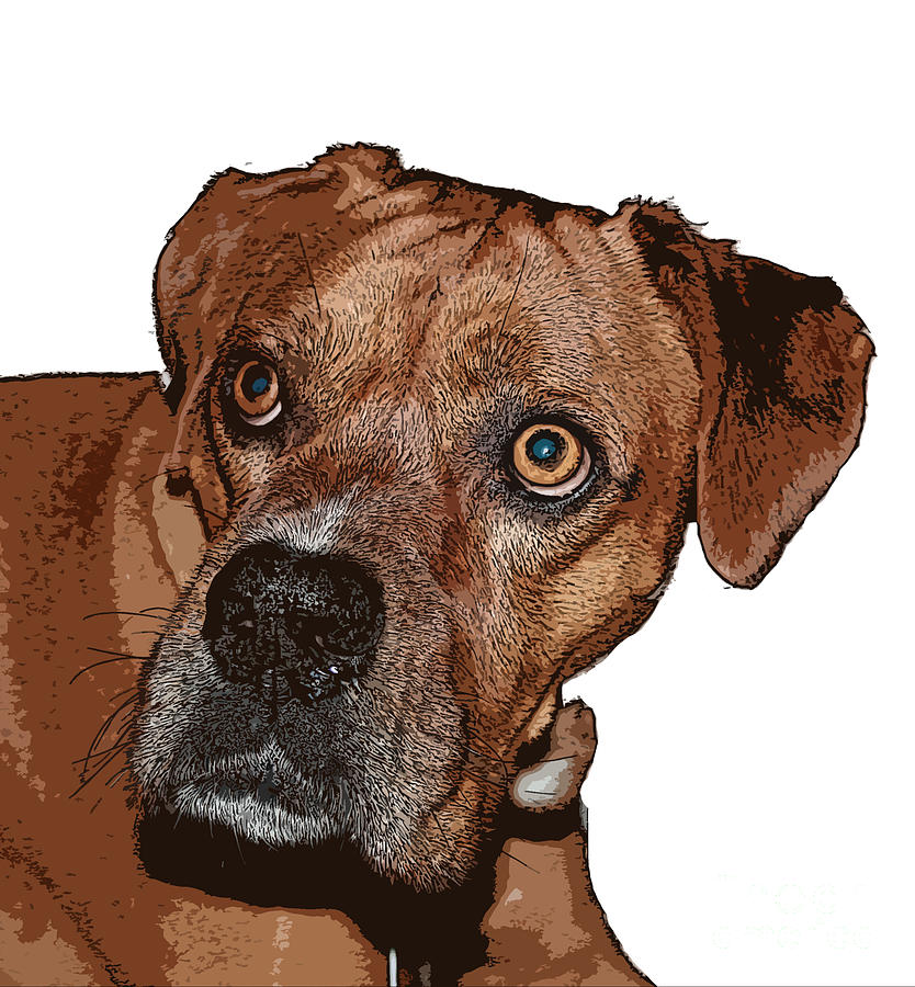 Buster Brown the Boxer Photograph by Sandra Clark