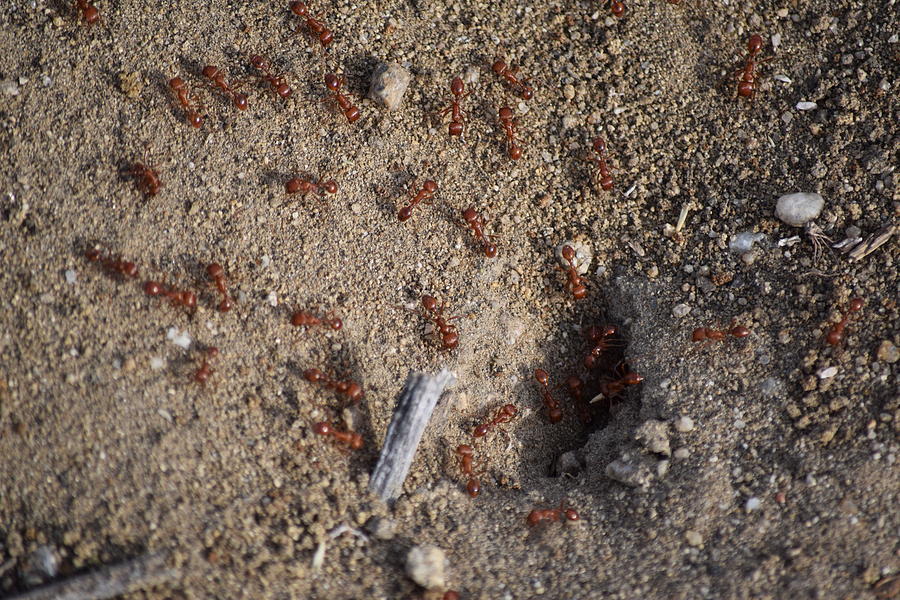 Busy Ants Photograph