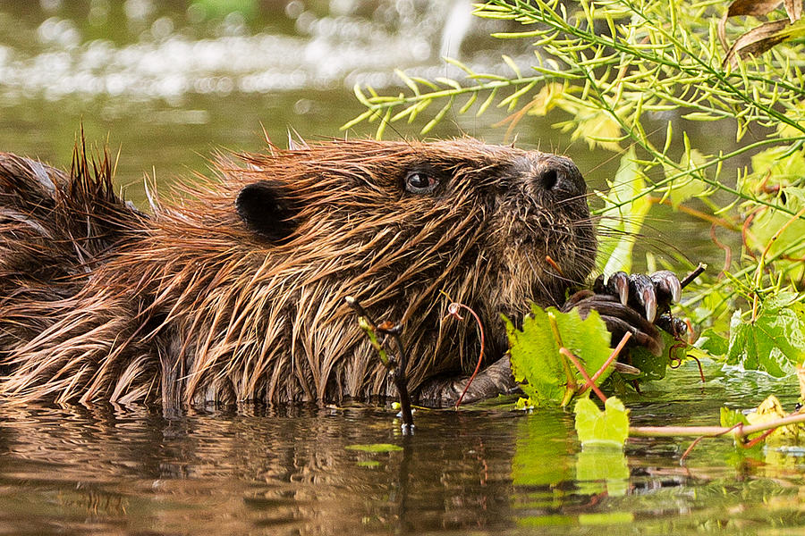 Busy as a Beaver Photograph by Everet Regal