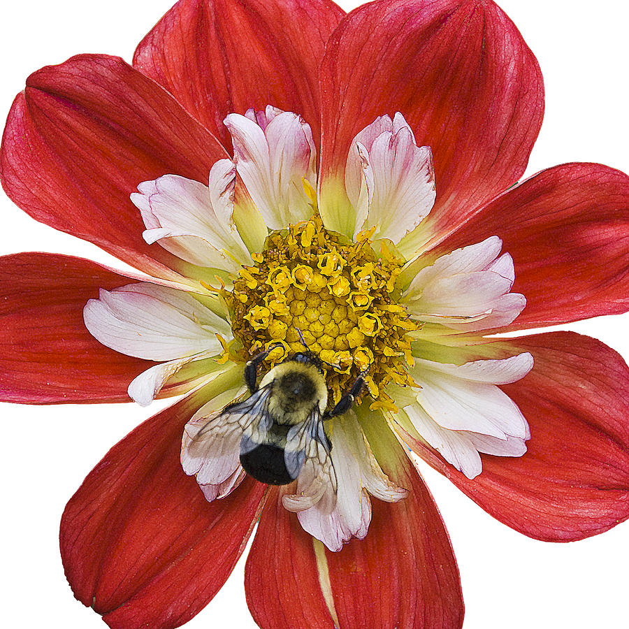 Busy as a Bee Photograph by Patricia Bolgosano