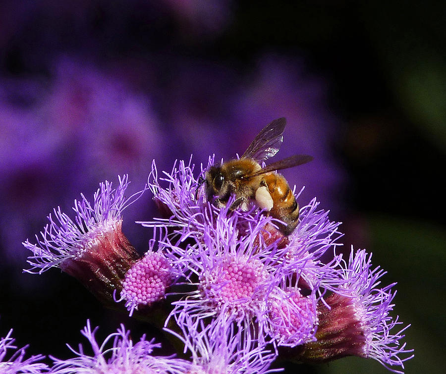 Insects Photograph - Busy Australian Bee Collecting Pollen by Margaret Saheed