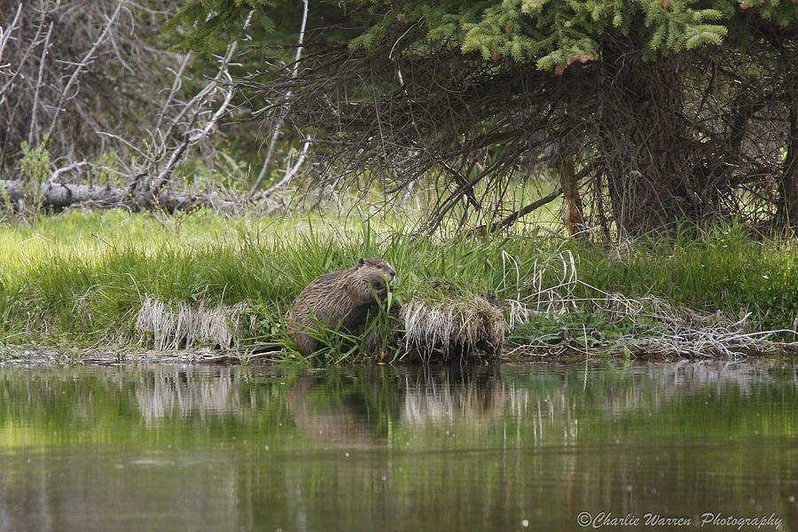 Wildlife Photograph - Busy Beaver by Charles Warren