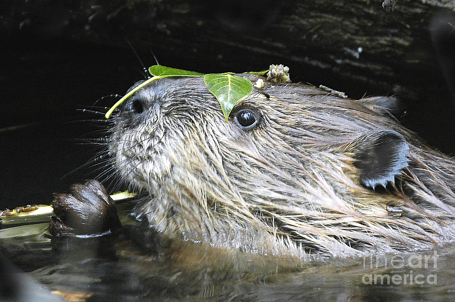 Wildlife Photograph - Busy Beaver by Gary Beeler