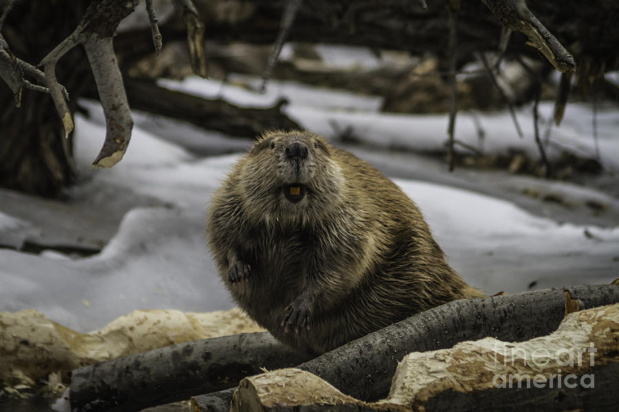 What Time Does Busy Beaver Close