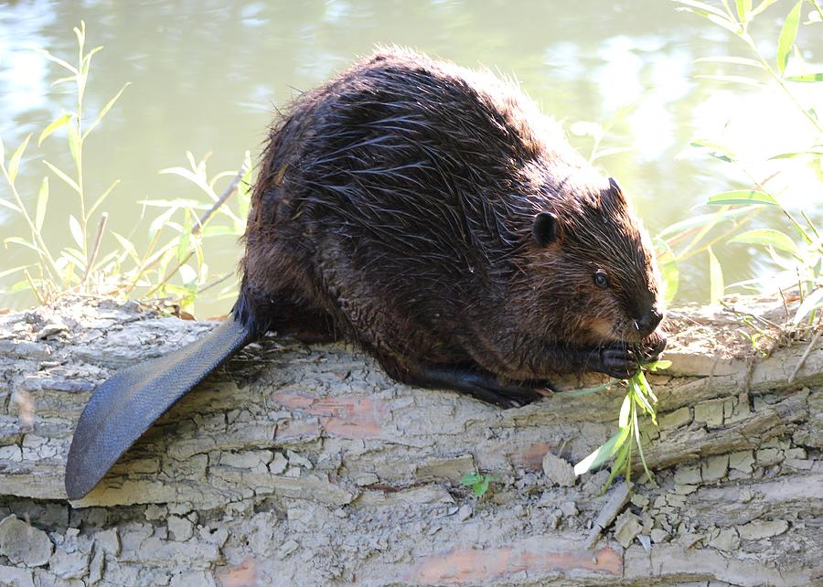 Beaver Photograph - Busy Beaver by Theresa Meegan.