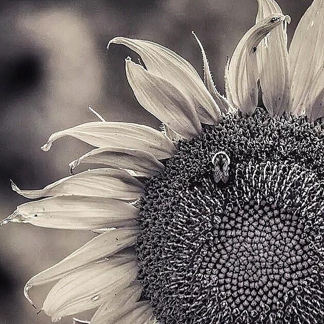 Summer Photograph - Busy Bee 🐝 #sunflower #flowers by Casey  Moretz 
