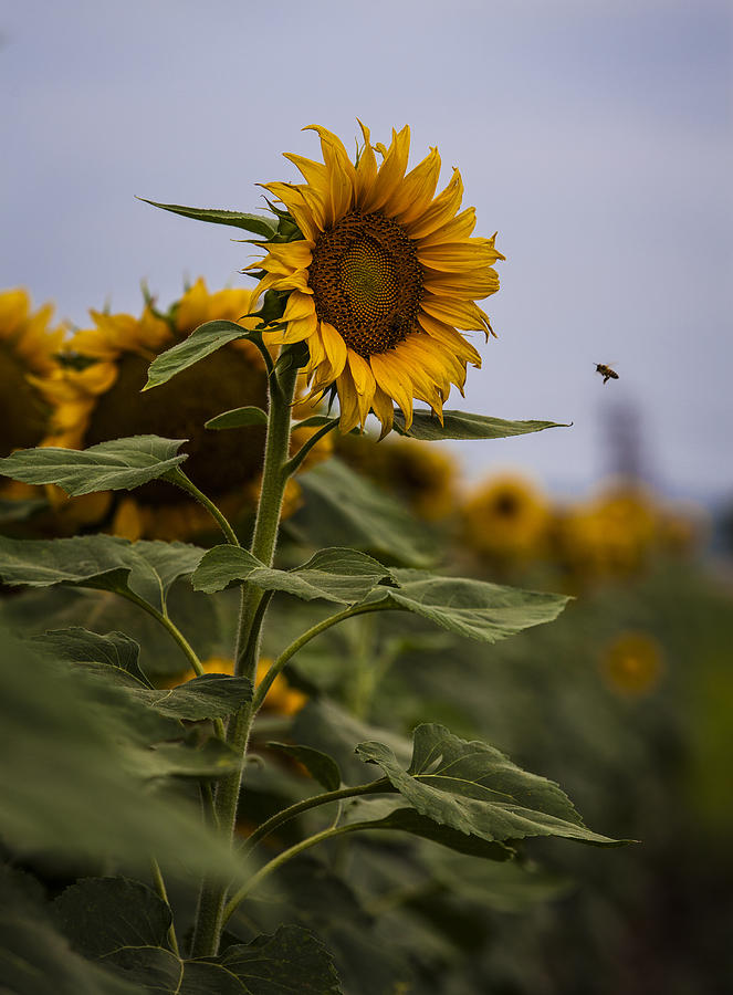 Busy Bee Photograph by Amber Kresge