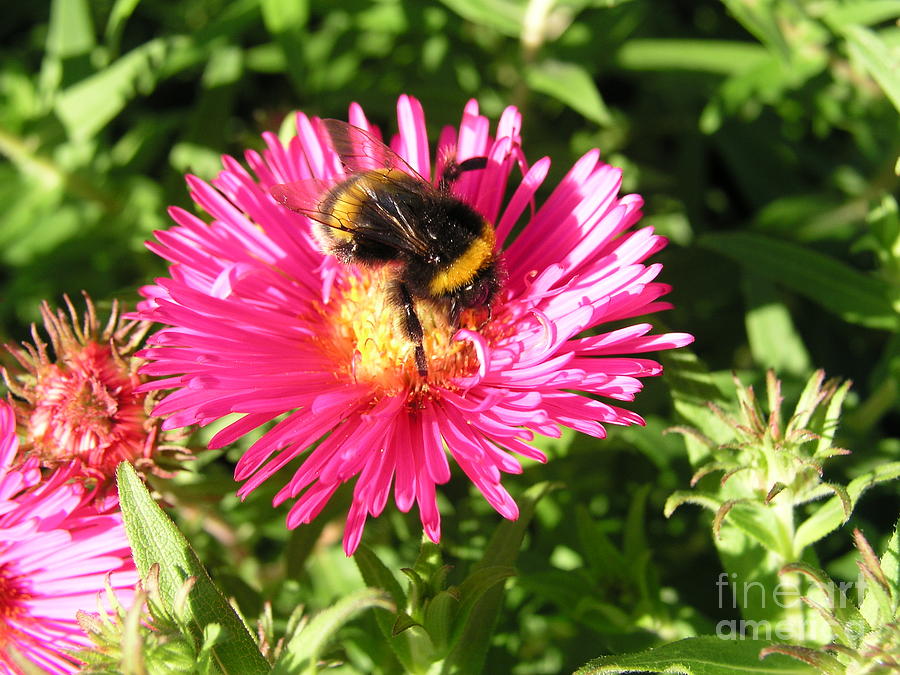 Busy Bee Photograph by Bev Conover