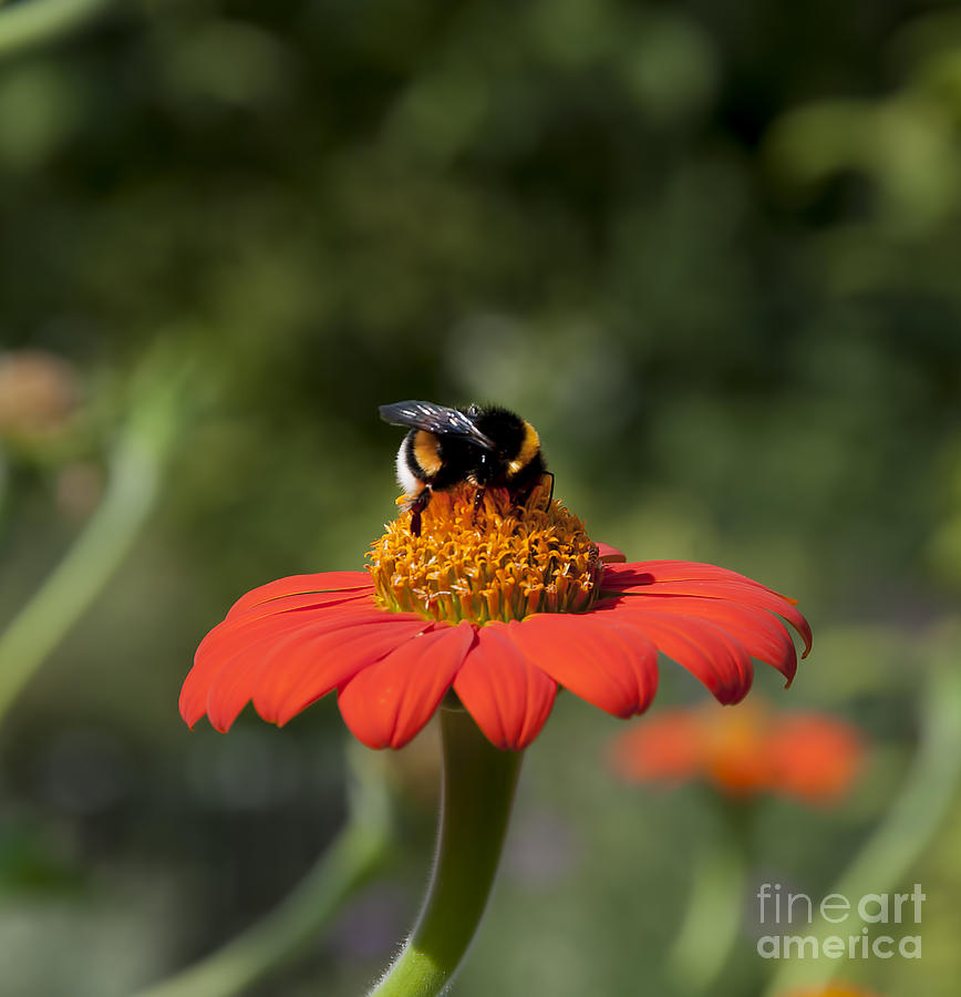Busy Bee Photograph by Brenda Kean