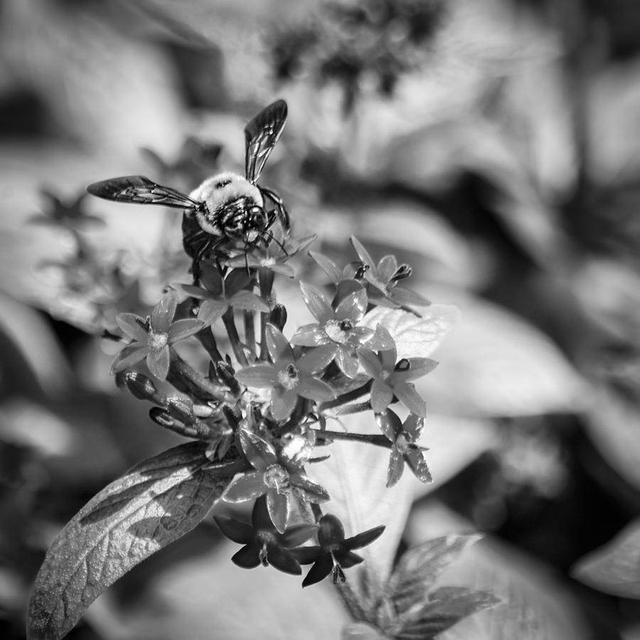 Busy Bee - BW Photograph by Carolyn Marshall