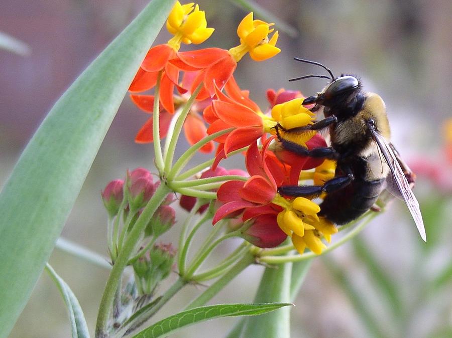 Bee and Milkweed Photograph by Cleaster Cotton