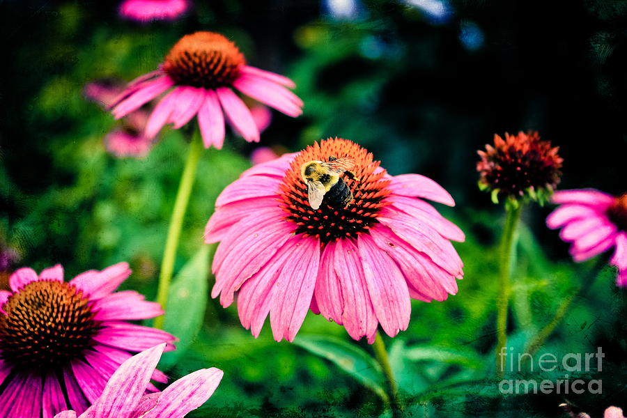 Busy Bee Photograph by Colleen Kammerer