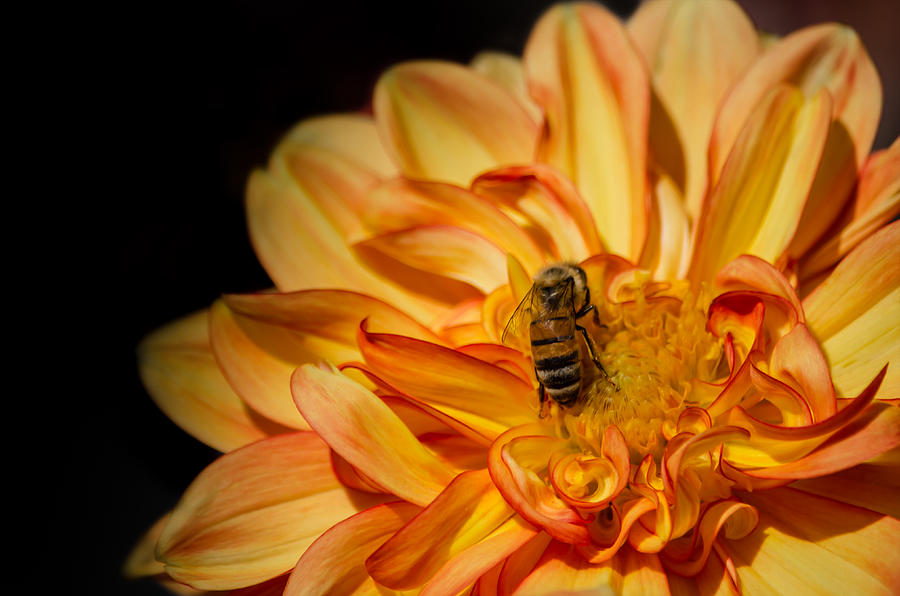 Busy Bee Dahlia Photograph by Linda Villers