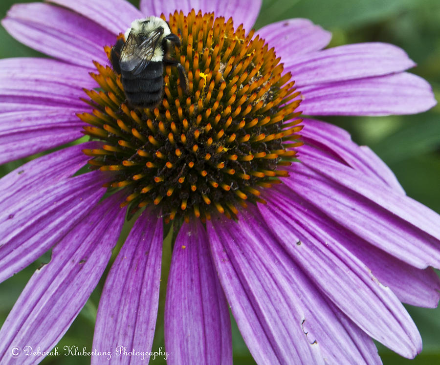 Busy Bee Photograph by Deborah Klubertanz