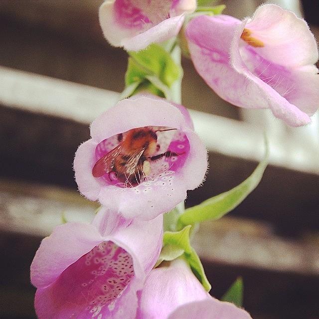 Spring Photograph - Busy Bee In The #foxgloves #beauty by Sand I Am