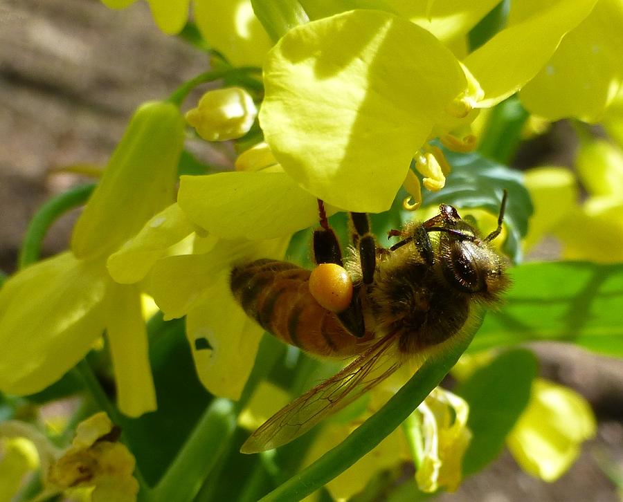 Busy Bee Photograph by Jennifer Wheatley Wolf