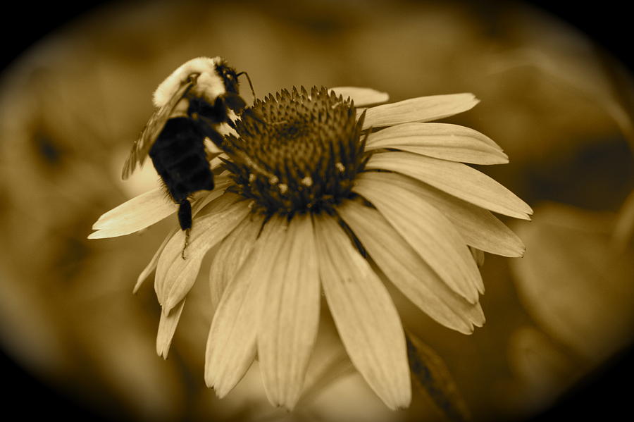 Busy Bee Photograph By Jill Johnston