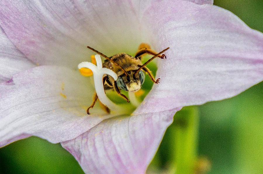 Nature Photograph - Busy Bee by John Alava