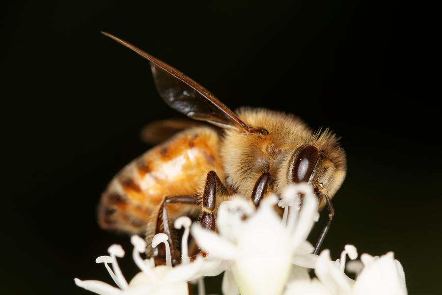 Busy Bee Photograph by Jonathan Davison