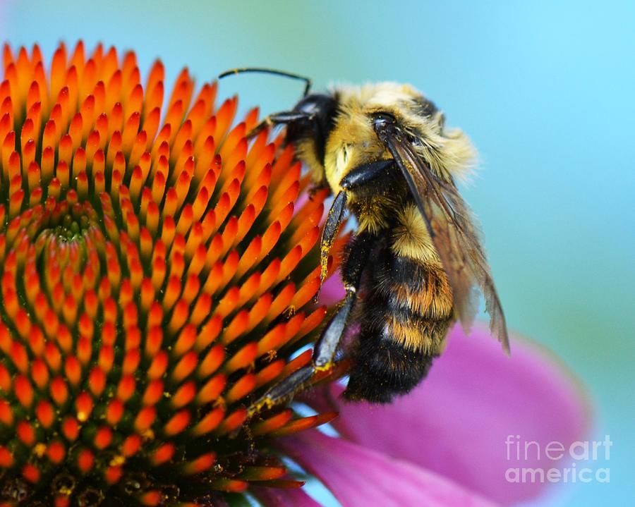 Busy Bee Photograph by Judy Wolinsky