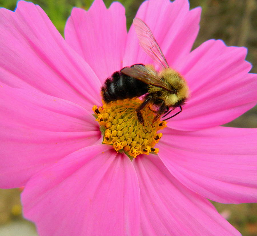 Busy Bee Photograph By Kathy Barney - Fine Art America