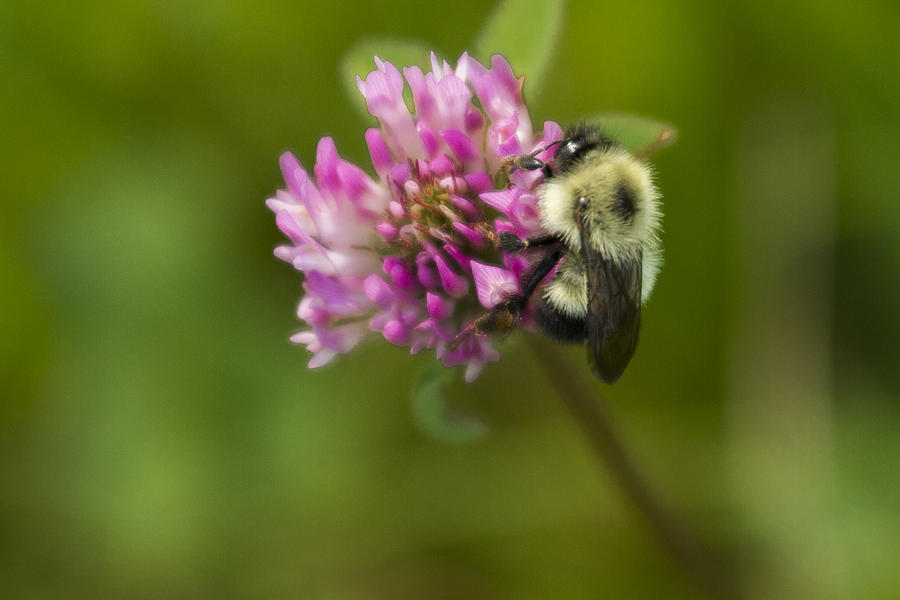 Busy Bee Photograph by Kristina Slattery - Fine Art America