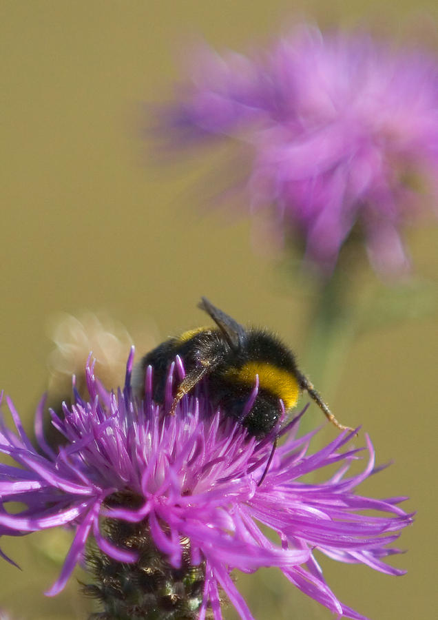 Busy Bee Photograph by Mark Llewellyn