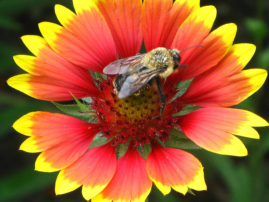 Busy Bee Photograph by Michele Wilson