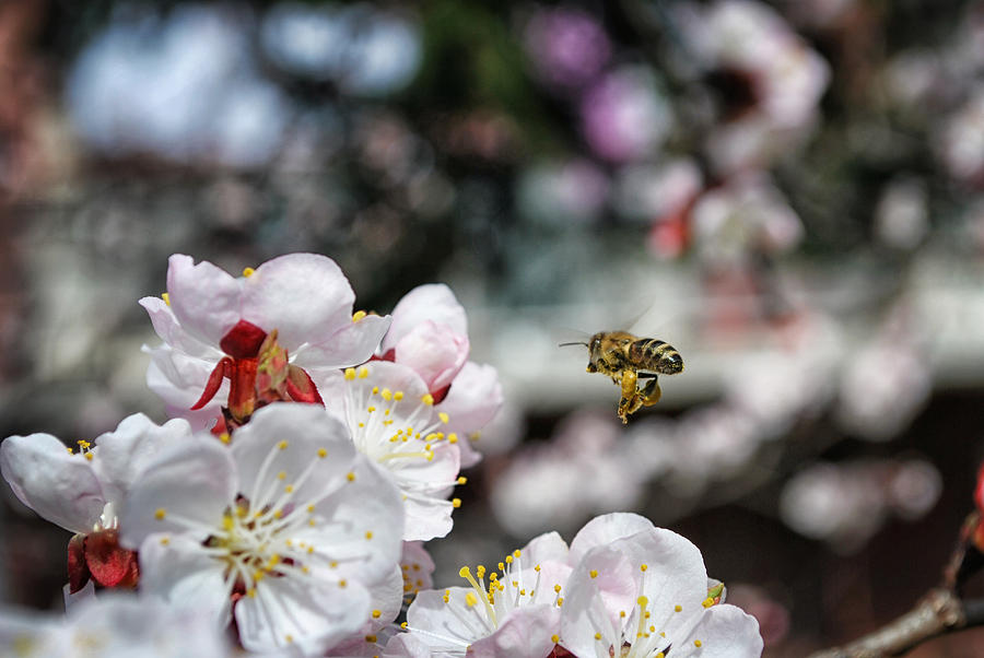 Bee Photograph - Busy Bee by Milica Ljevaja Stojanovic Bee Photograph - Busy Bee by Milica Ljevaja Stojanovic