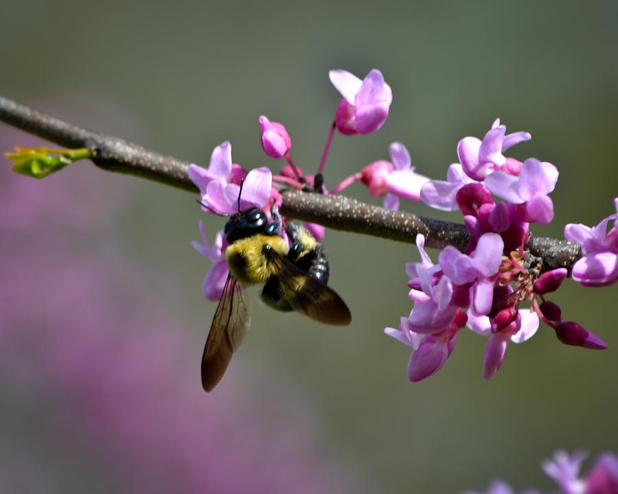 Nature Photograph - Busy Bee on the Bud by Mary Zeman