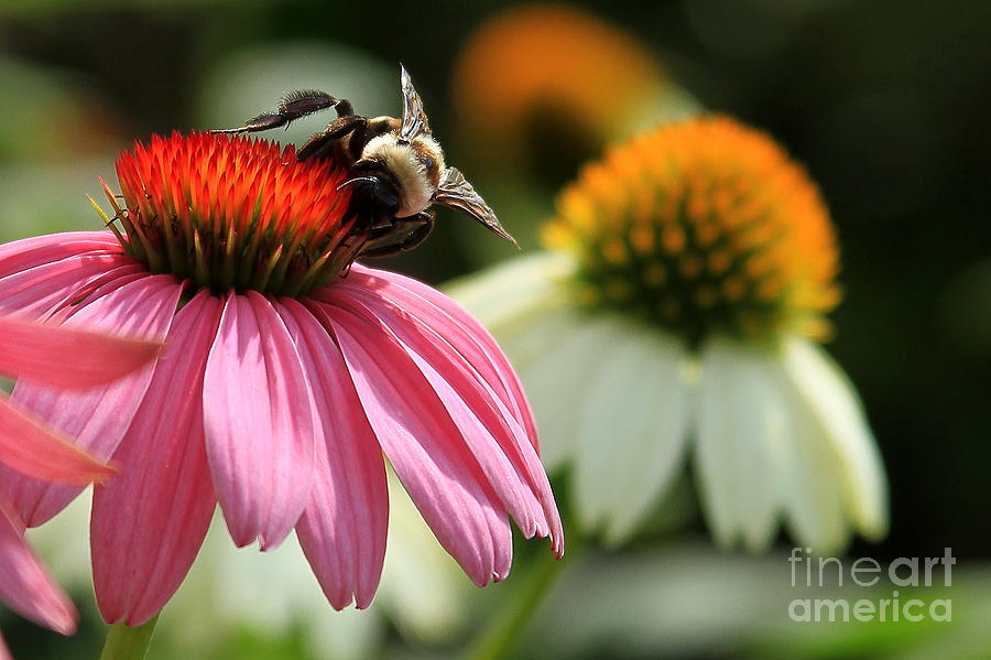 Busy Bee Flower Art Photograph by Reid Callaway