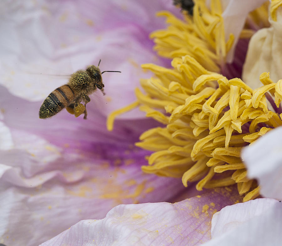 Busy Bee Photograph by Roni Chastain