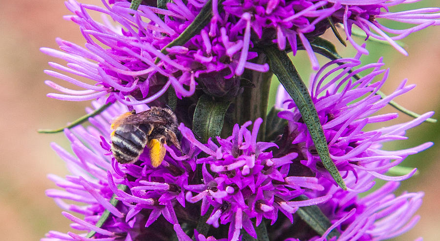 Busy Bee Photograph by Toni Hopper