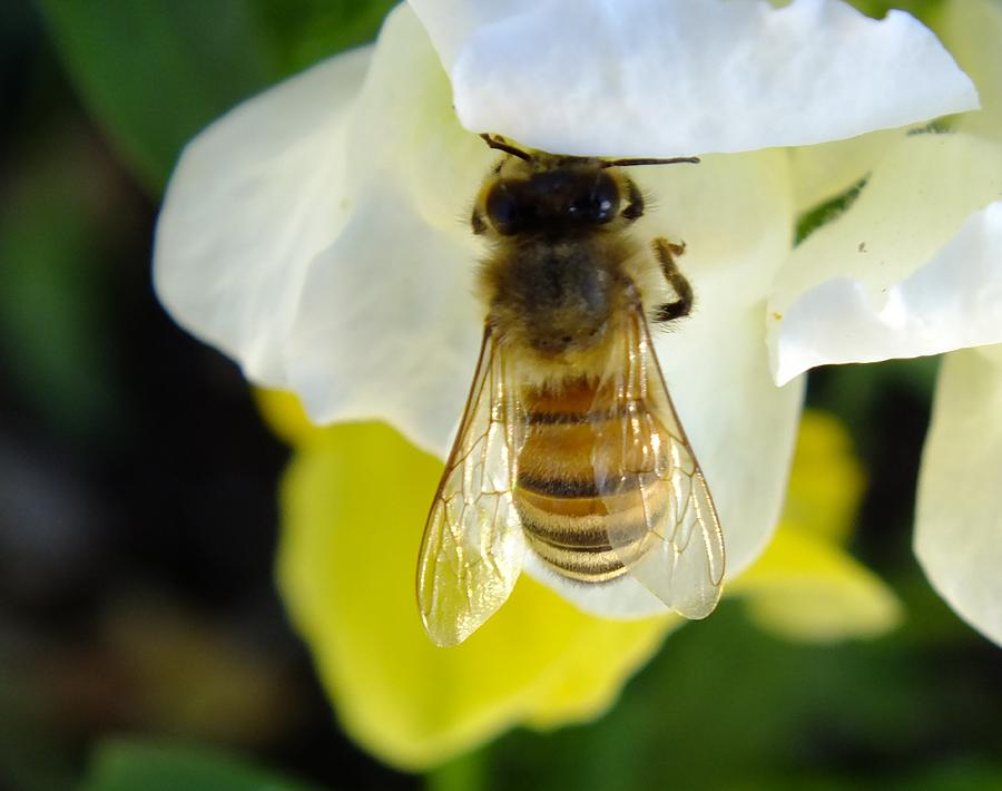 Wildlife Photograph - Busy Bee Toowoomba Queensland Australia by Sandra Sengstock-Miller
