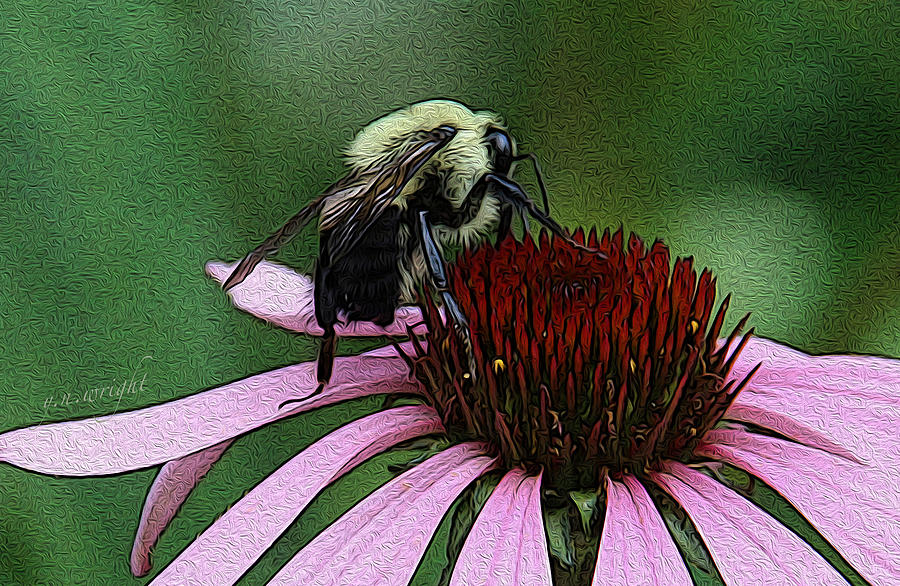 Summer Photograph - Busy Bee by Yvonne Wright