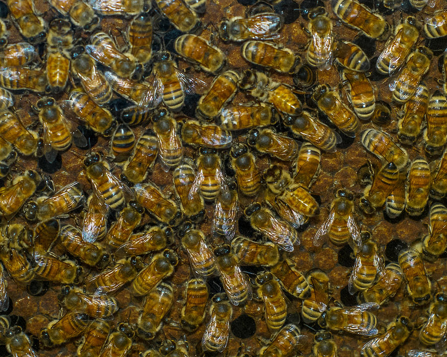 Busy Bees Photograph by Ernest Echols