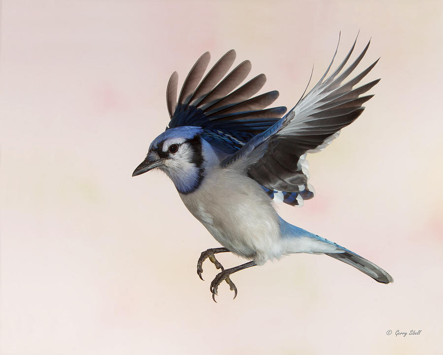 Busy Billy Blue Jay Photograph by Gerry Sibell