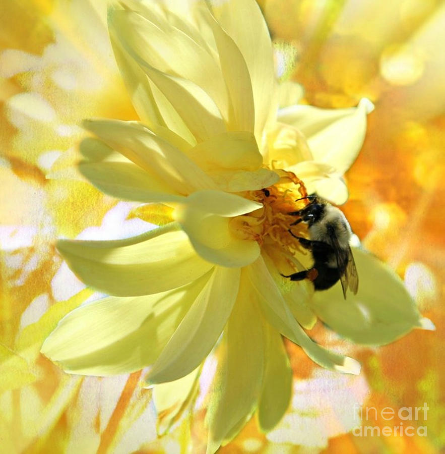 Busy Bumble Bee Photograph by Judy Palkimas