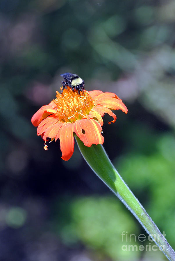 Busy Bumble Bee Photograph by Laura Mountainspring