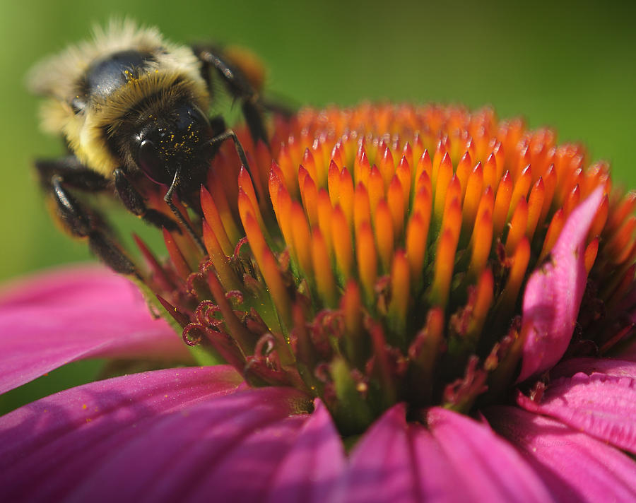 Flower Photograph - Busy Bumble Bee by Luke Moore