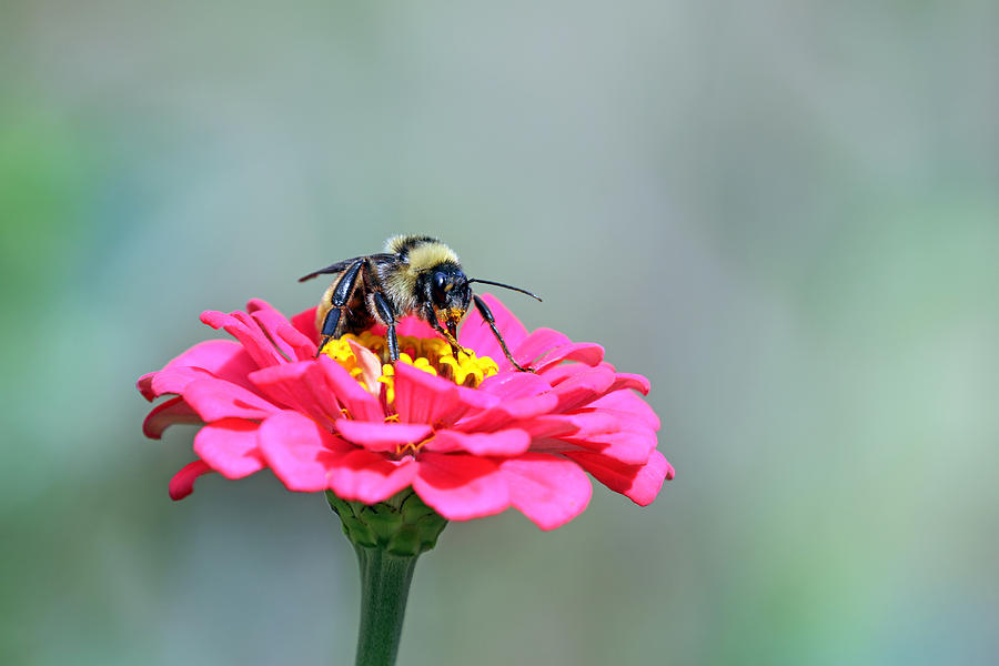 Busy Bumblebee Photograph by Daniela Duncan