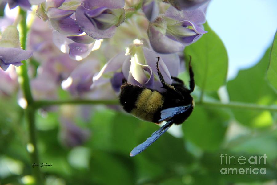 Busy Bumblebee  Photograph by Yumi Johnson