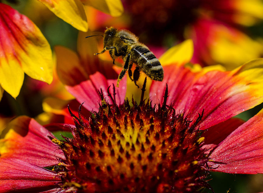 Summer Photograph - Busy Buzzing Bee by Jordan Blackstone
