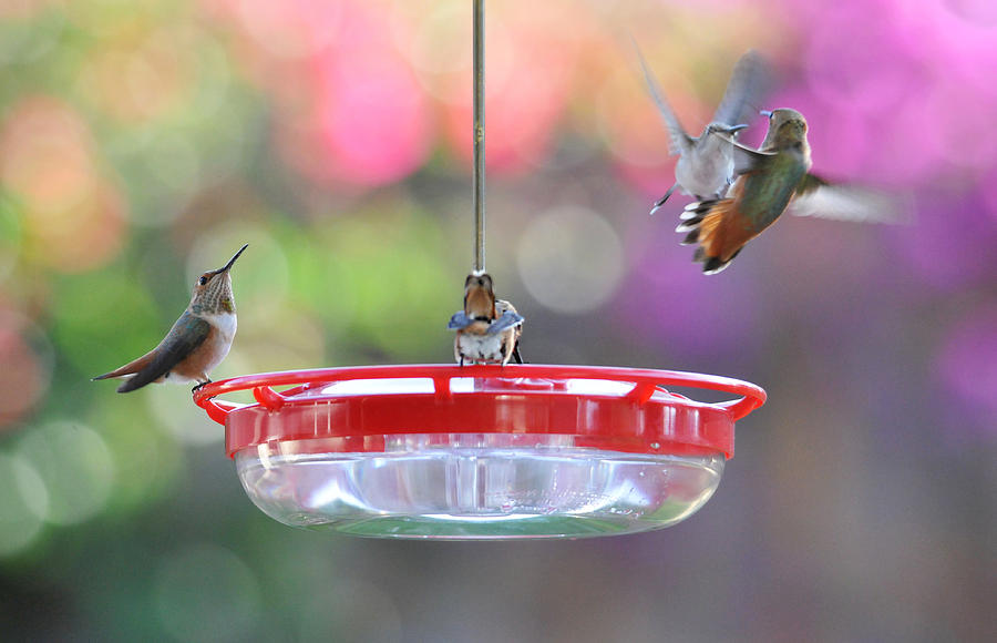 Busy Day At The Feeder Photograph by Lynn Bauer