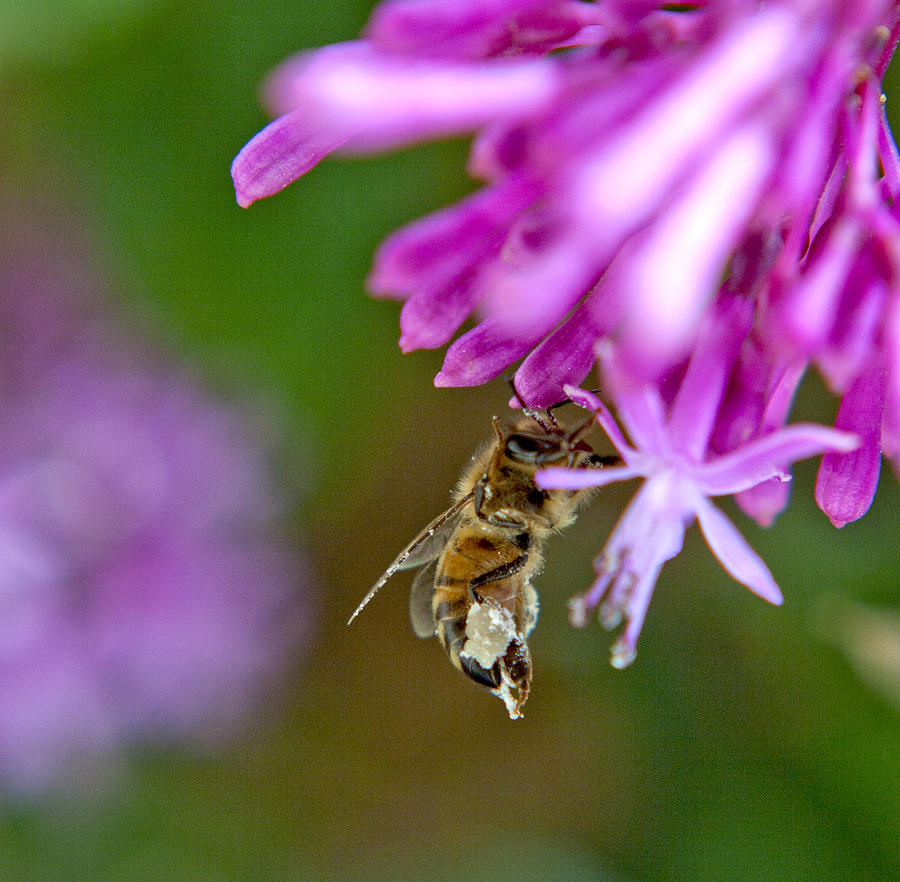 Insects Photograph - Busy Honey Bee by Her Arts Desire